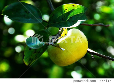 Young Persimmon Young Persimmon 836147