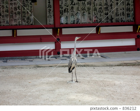 Aosaki in the precincts 836212