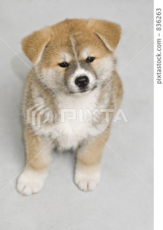 akita dog baby