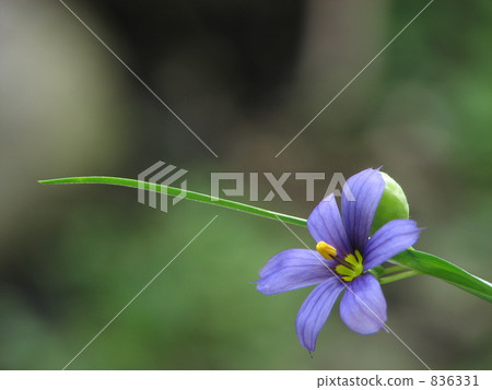 Sicilium (Nitrate) Sicilium (Nitrate) 836331