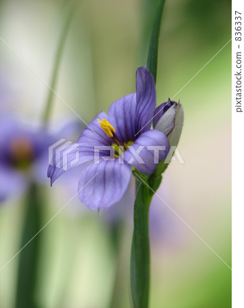 Sicilium (Nitrate) 836337