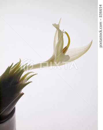 相當花一點花 836654