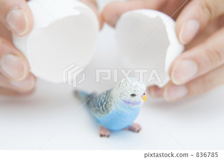 降生 小鳥 蛋 836785