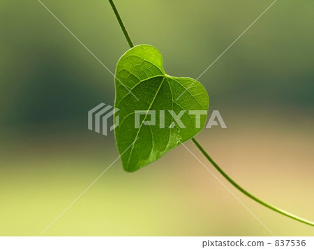 Heart shaped leaf 837536