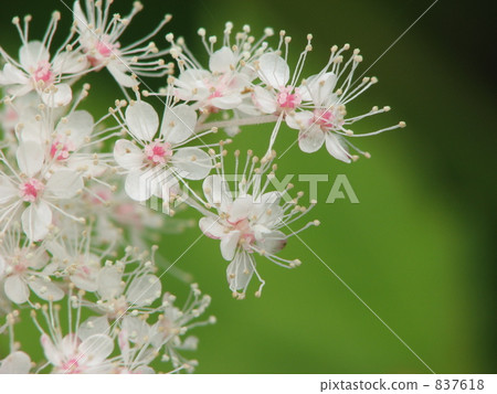 白色蝦特寫鏡頭 837618