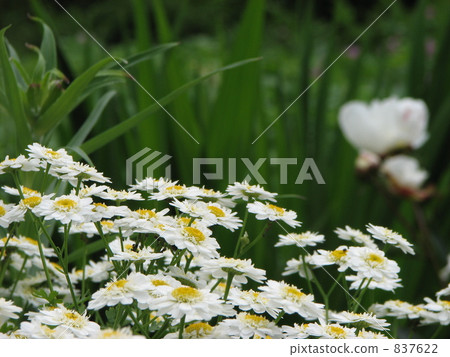 White Wonder Double 837622