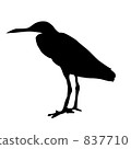 Silhouette _ Seabird 837710