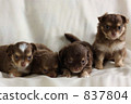 4隻小狗 837804