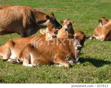 Cattle in the plateau Cattle in the plateau 837813