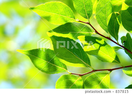 foliage, leaf, leaves 837815