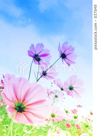 Pale red Pale red 837849