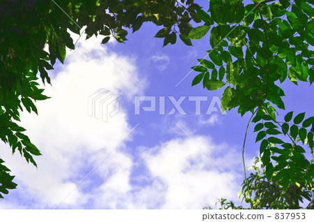 blue sky, foliage, leaf 837953