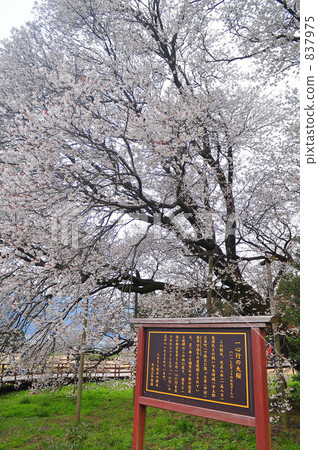櫻花 熊本縣 櫻 837975
