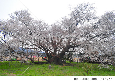 櫻花 熊本縣 櫻 837977