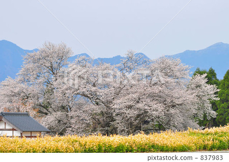 kumamoto prefecture, cherry blossom, cherry tree 837983