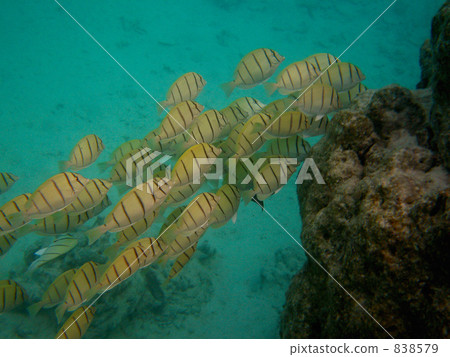 Flock of Shimahagi 374 Flock of Shimahagi 374 838579