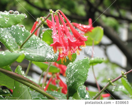 運氣委內瑞拉忍冬藤 838663