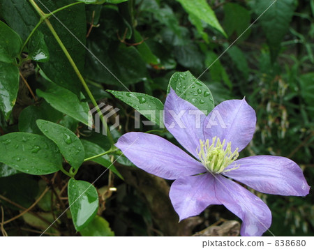 鐵線蓮在雨天（Tessen） 838680