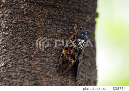 蝗蟲 蟬 蟲子 838754
