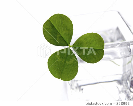 Mitsuba的三葉草 Mitsuba的三葉草 838992
