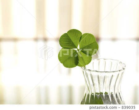 Small clover at the window side 839035