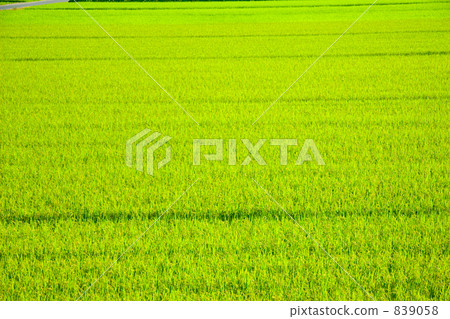 稻田 稻田 839058