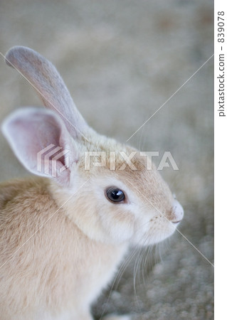Rabbit Rabbit 839078