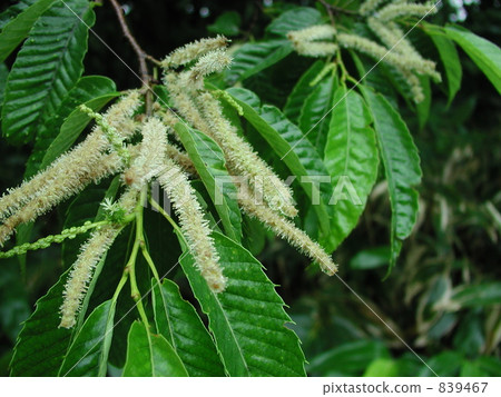 Yamakura flowers Yamakura flowers 839467