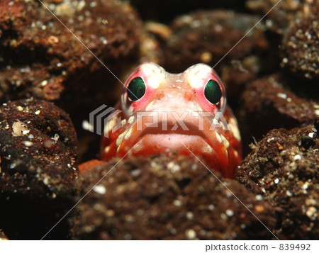 Joefish Joefish 839492