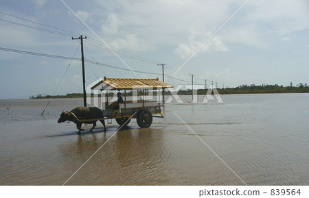 南島的鴕鳥 839564