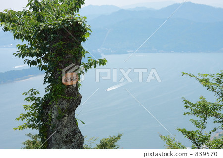 真正的櫻花樹 839570