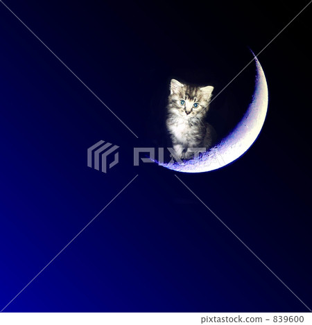 crescent, crescent moon, cat 839600