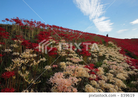 Higanofusa 1 Higanofusa 1 839619