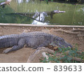 鱷魚 爬行動物 爬蟲類的 839633