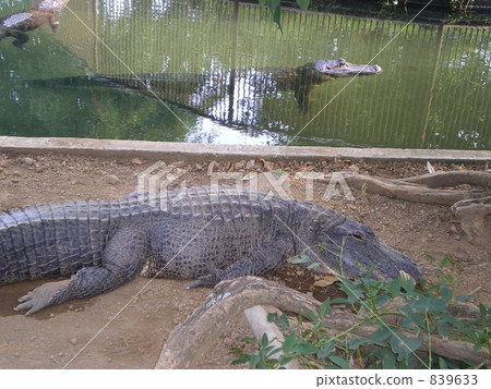 alligator, crocodile, reptile 839633