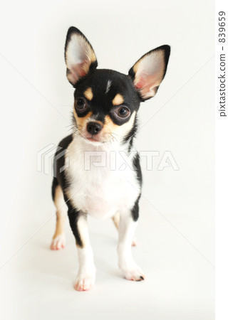 Chihuahua Chihuahua 839659