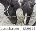 馬 馬兒 小馬 839915