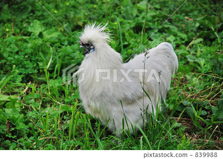 Dwarf Dwarf 839988