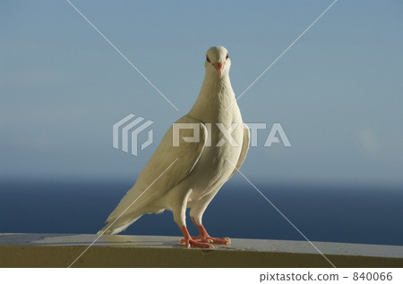 一隻白鴿 840066