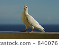 一隻白鴿 840076