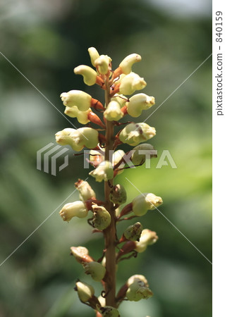 Oninara yara Oninara yara 840159