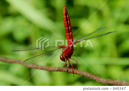 Red dragonfly 840347