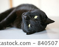 black cat, pussy, cat 840507