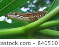 takydromus tachydromoides, kanahebi, lizard 840510