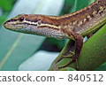a lizard, lizard, lacertid 840512