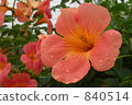 chinese trumpet creeper, summer flower 840514
