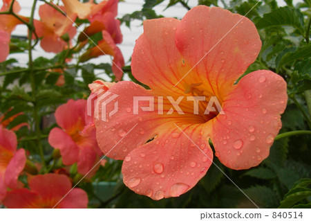 凌霄花 夏花 840514