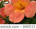 summer flower, chinese trumpet creeper 840515