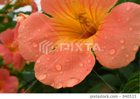 夏花 凌霄花 840515
