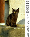 pussy, cat, animal 840516
